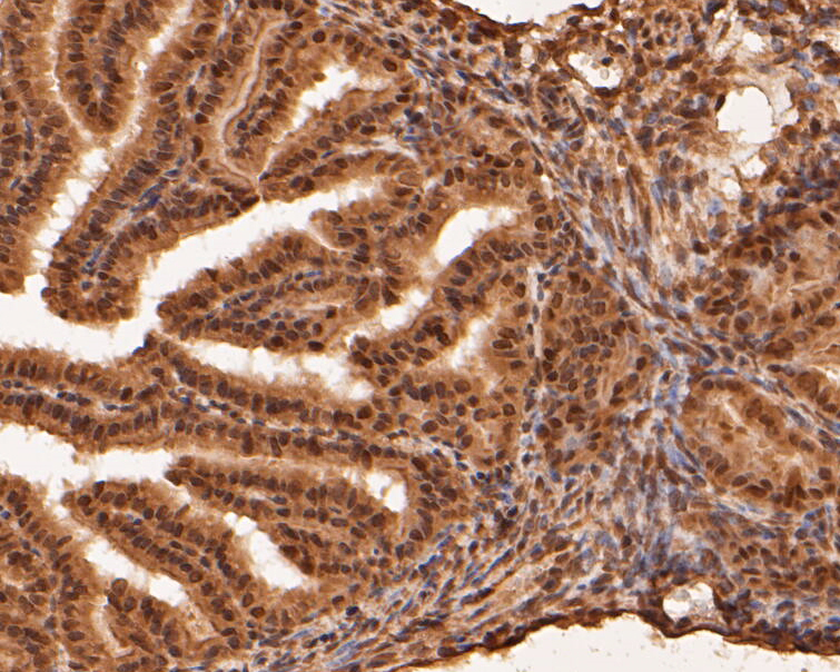 Immunohistochemical analysis of paraffin-embedded mouse fallopian tube tissue using anti-RBPMS antibody. The section was pre-treated using heat mediated antigen retrieval with sodium citrate buffer (pH 6.0) for 20 minutes. The tissues were blocked in 5% BSA for 30 minutes at room temperature, washed with ddH2O and PBS, and then probed with the primary antibody (ER1901-43, 1/50)  for 30 minutes at room temperature. The detection was performed using an HRP conjugated compact polymer system. DAB was used as the chromogen. Tissues were counterstained with hematoxylin and mounted with DPX.