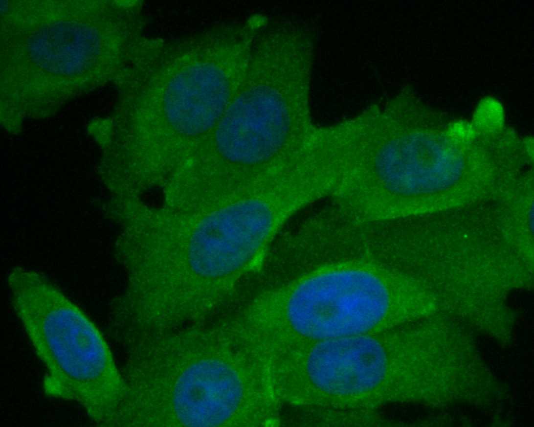 ICC staining of BCL2L15 in MCF-7 cells (green). Formalin fixed cells were permeabilized with 0.1% Triton X-100 in TBS for 10 minutes at room temperature and blocked with 1% Blocker BSA for 15 minutes at room temperature. Cells were probed with the primary antibody (ER1901-44, 1/50) for 1 hour at room temperature, washed with PBS. Alexa Fluor®488 Goat anti-Rabbit IgG was used as the secondary antibody at 1/1,000 dilution. The nuclear counter stain is DAPI (blue).