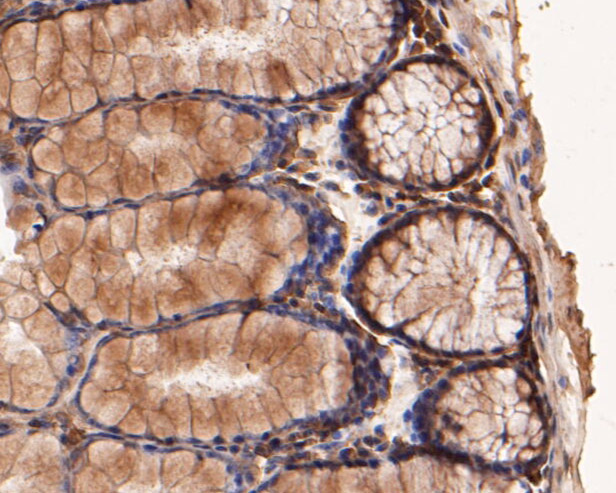 Immunohistochemical analysis of paraffin-embedded mouse large intestine tissue using anti-BCL2L15 antibody. The section was pre-treated using heat mediated antigen retrieval with sodium citrate buffer (pH 6.0) for 20 minutes. The tissues were blocked in 5% BSA for 30 minutes at room temperature, washed with ddH2O and PBS, and then probed with the primary antibody (ER1901-44, 1/50)  for 30 minutes at room temperature. The detection was performed using an HRP conjugated compact polymer system. DAB was used as the chromogen. Tissues were counterstained with hematoxylin and mounted with DPX.