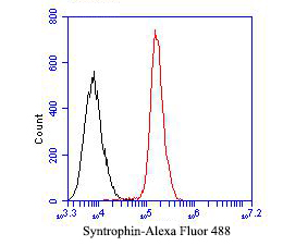Flow cytometric analysis of Syntrophin alpha 1 was done on SiHa cells. The cells were fixed, permeabilized and stained with the primary antibody (ER1901-45, 1/50) (red). After incubation of the primary antibody at room temperature for an hour, the cells were stained with a Alexa Fluor 488-conjugated Goat anti-Rabbit IgG Secondary antibody at 1/1000 dilution for 30 minutes.Unlabelled sample was used as a control (cells without incubation with primary antibody; black).