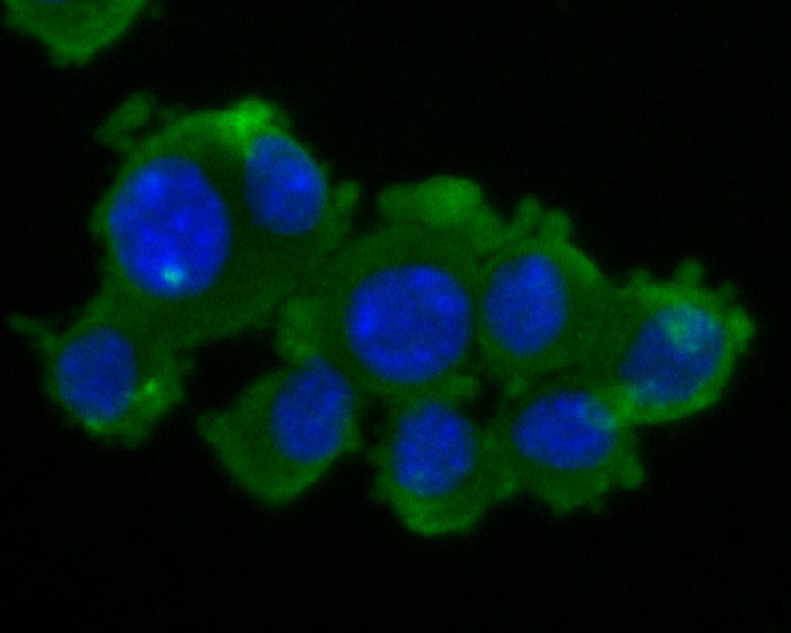 ICC staining of ZAC in N2A cells (green). Formalin fixed cells were permeabilized with 0.1% Triton X-100 in TBS for 10 minutes at room temperature and blocked with 1% Blocker BSA for 15 minutes at room temperature. Cells were probed with the primary antibody (ER1901-48, 1/200) for 1 hour at room temperature, washed with PBS. Alexa Fluor®488 Goat anti-Rabbit IgG was used as the secondary antibody at 1/1,000 dilution. The nuclear counter stain is DAPI (blue).