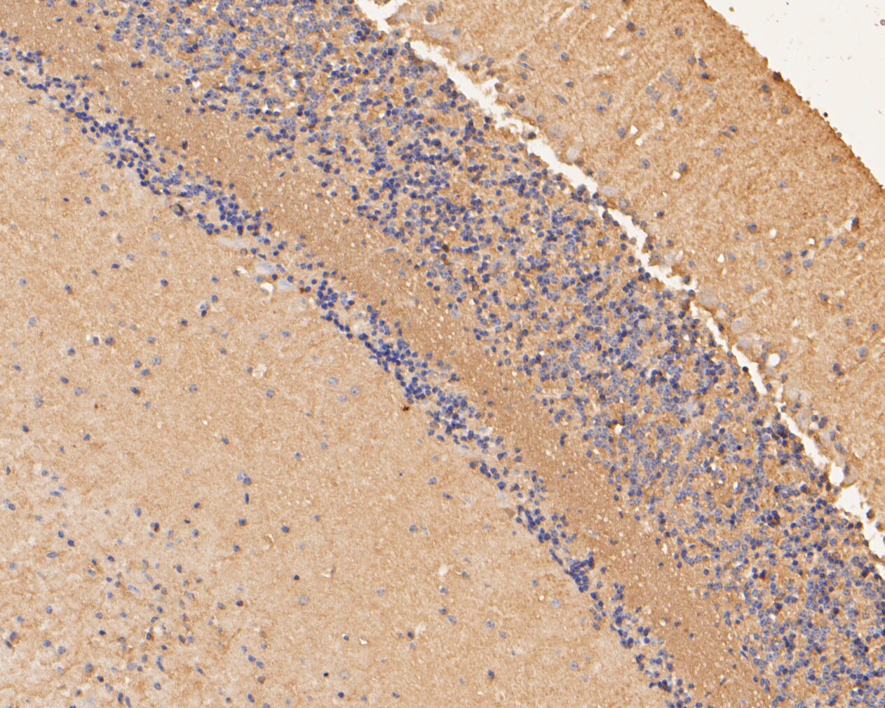 Immunohistochemical analysis of paraffin-embedded mouse cerebellum tissue using anti-ZAC antibody. The section was pre-treated using heat mediated antigen retrieval with Tris-EDTA buffer (pH 8.0-8.4) for 20 minutes.The tissues were blocked in 5% BSA for 30 minutes at room temperature, washed with ddH2O and PBS, and then probed with the primary antibody (ER1901-48, 1/50) for 30 minutes at room temperature. The detection was performed using an HRP conjugated compact polymer system. DAB was used as the chromogen. Tissues were counterstained with hematoxylin and mounted with DPX.