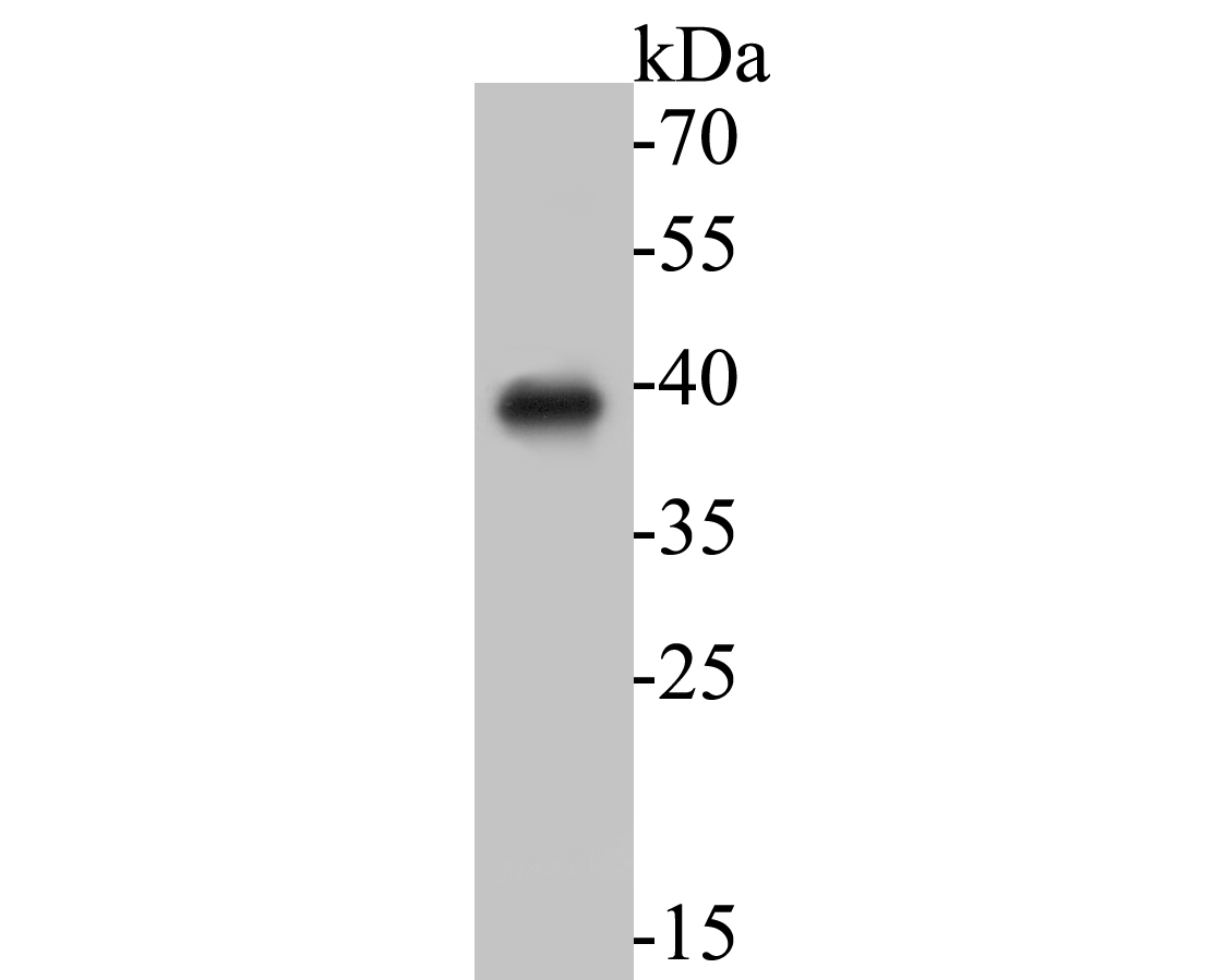 Western blot analysis of Arogenate dehydratase on rice tissue lysates. Proteins were transferred to a PVDF membrane and blocked with 5% BSA in PBS for 1 hour at room temperature. The primary antibody (ER1901-51, 1/100) was used in 5% BSA at room temperature for 2 hours. Goat Anti-Rabbit IgG - HRP Secondary Antibody (HA1001) at 1:5,000 dilution was used for 1 hour at room temperature.
