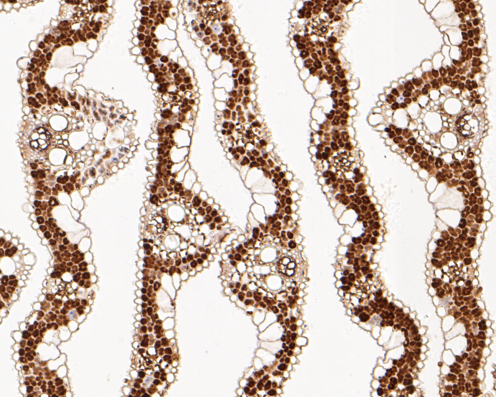 Immunohistochemical analysis of paraffin-embedded rice tissue using anti-Arogenate dehydratase antibody. The section was pre-treated using heat mediated antigen retrieval with Tris-EDTA buffer (pH 8.0-8.4) for 20 minutes.The tissues were blocked in 5% BSA for 30 minutes at room temperature, washed with ddH2O and PBS, and then probed with the primary antibody (ER1901-51, 1/50) for 30 minutes at room temperature. The detection was performed using an HRP conjugated compact polymer system. DAB was used as the chromogen. Tissues were counterstained with hematoxylin and mounted with DPX.