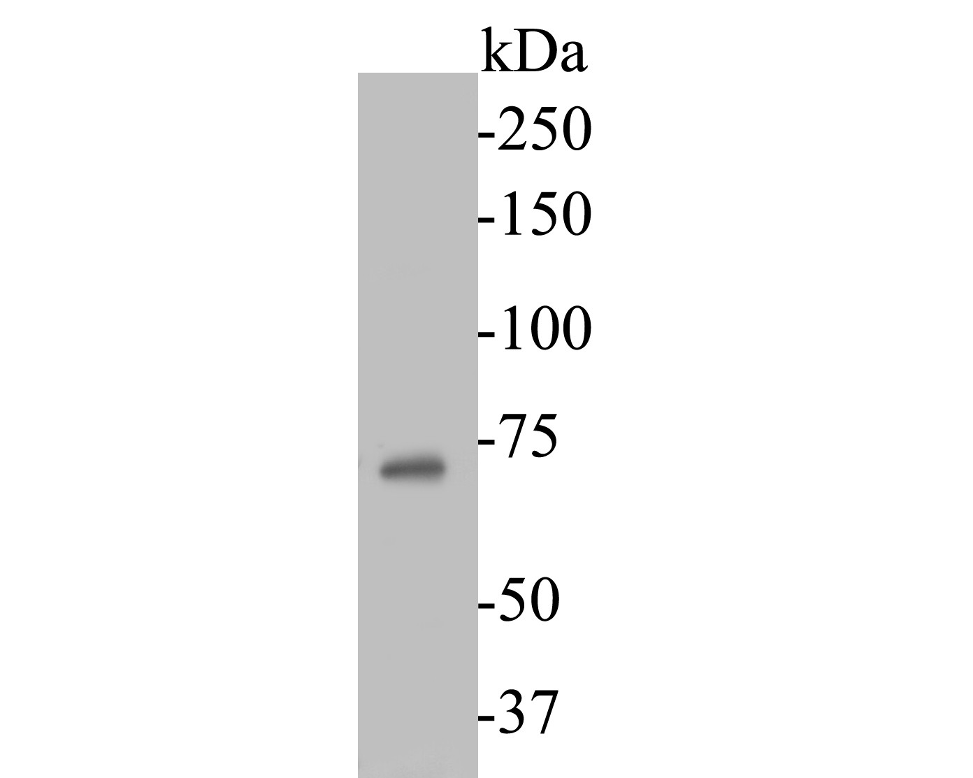 Western blot analysis of Dux on Raji cell lysates. Proteins were transferred to a PVDF membrane and blocked with 5% BSA in PBS for 1 hour at room temperature. The primary antibody (ER1901-52, 1/1000) was used in 5% BSA at room temperature for 2 hours. Goat Anti-Rabbit IgG - HRP Secondary Antibody (HA1001) at 1:5,000 dilution was used for 1 hour at room temperature.