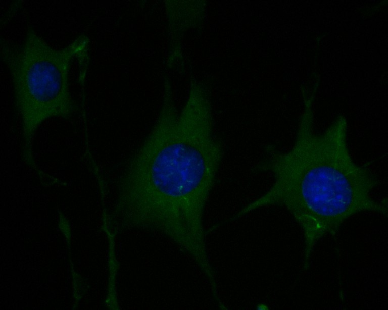 ICC staining of P2RX1 in SHG-44 cells (green). Formalin fixed cells were permeabilized with 0.1% Triton X-100 in TBS for 10 minutes at room temperature and blocked with 1% Blocker BSA for 15 minutes at room temperature. Cells were probed with the primary antibody (ER1901-53, 1/50) for 1 hour at room temperature, washed with PBS. Alexa Fluor®488 Goat anti-Rabbit IgG was used as the secondary antibody at 1/1,000 dilution. The nuclear counter stain is DAPI (blue).