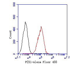 Flow cytometric analysis of P2RX1 was done on THP-1 cells. The cells were fixed, permeabilized and stained with the primary antibody (ER1901-53, 1/50) (red). After incubation of the primary antibody at room temperature for an hour, the cells were stained with a Alexa Fluor 488-conjugated Goat anti-Rabbit IgG Secondary antibody at 1/1,000 dilution for 30 minutes.Unlabelled sample was used as a control (cells without incubation with primary antibody; black).