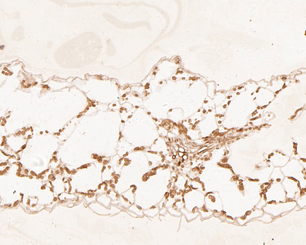 Immunohistochemical analysis of paraffin-embedded Arabidopsis thaliana tissue using anti-HDG11 antibody. The section was pre-treated using heat mediated antigen retrieval with sodium citrate buffer (pH 6.0) for 20 minutes. The tissues were blocked in 5% BSA for 30 minutes at room temperature, washed with ddH2O and PBS, and then probed with the primary antibody (ER1901-56, 1/50)  for 30 minutes at room temperature. The detection was performed using an HRP conjugated compact polymer system. DAB was used as the chromogen. Tissues were counterstained with hematoxylin and mounted with DPX.