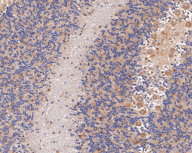 Immunohistochemical analysis of paraffin-embedded rat cerebellum tissue using anti-LGI1 antibody. The section was pre-treated using heat mediated antigen retrieval with Tris-EDTA buffer (pH 9.0) for 20 minutes.The tissues were blocked in 5% BSA for 30 minutes at room temperature, washed with ddH2O and PBS, and then probed with the primary antibody (ER1901-57, 1/50) for 30 minutes at room temperature. The detection was performed using an HRP conjugated compact polymer system. DAB was used as the chromogen. Tissues were counterstained with hematoxylin and mounted with DPX.