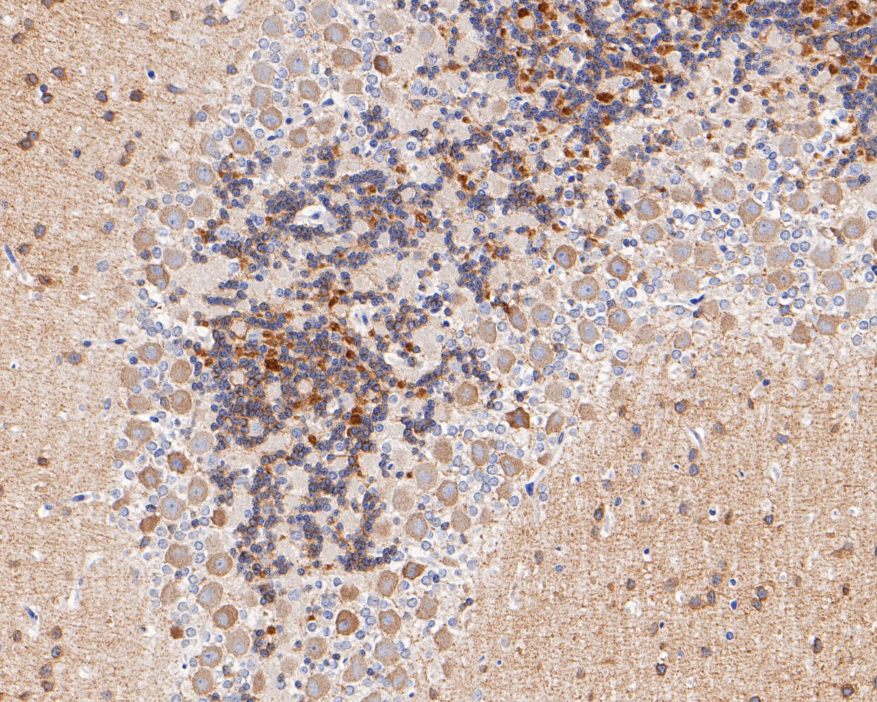 Immunohistochemical analysis of paraffin-embedded Rat cerebellum tissue using anti-GABRA1 antibody. The section was pre-treated using heat mediated antigen retrieval with Tris-EDTA buffer (pH 8.0-8.4) for 20 minutes.The tissues were blocked in 5% BSA for 30 minutes at room temperature, washed with ddH2O and PBS, and then probed with the primary antibody (ER1901-58, 1/200) for 30 minutes at room temperature. The detection was performed using an HRP conjugated compact polymer system. DAB was used as the chromogen. Tissues were counterstained with hematoxylin and mounted with DPX.