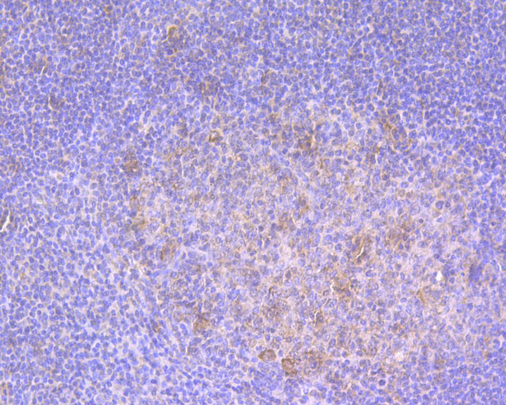 Immunohistochemical analysis of paraffin-embedded human tonsil tissue using anti-IL8 antibody. The section was pre-treated using heat mediated antigen retrieval with Tris-EDTA buffer (pH 8.0-8.4) for 20 minutes.The tissues were blocked in 5% BSA for 30 minutes at room temperature, washed with ddH2O and PBS, and then probed with the primary antibody (ER1901-61, 1/100) for 30 minutes at room temperature. The detection was performed using an HRP conjugated compact polymer system. DAB was used as the chromogen. Tissues were counterstained with hematoxylin and mounted with DPX.