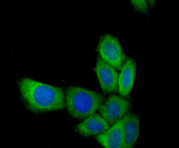 ICC staining of MGST1 in siha cells (green). Formalin fixed cells were permeabilized with 0.1% Triton X-100 in TBS for 10 minutes at room temperature and blocked with 1% Blocker BSA for 15 minutes at room temperature. Cells were probed with the primary antibody (ER1901-62, 1/100) for 1 hour at room temperature, washed with PBS. Alexa Fluor®488 Goat anti-Rabbit IgG was used as the secondary antibody at 1/100 dilution. The nuclear counter stain is DAPI (blue).