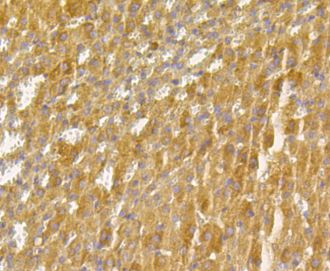 Immunohistochemical analysis of paraffin-embedded Rat Adrenal gland tissue using anti-MGST1  antibody. The section was pre-treated using heat mediated antigen retrieval with sodium citrate buffer (pH 6.0) for 20 minutes. The tissues were blocked in 5% BSA for 30 minutes at room temperature, washed with ddH2O and PBS, and then probed with the primary antibody (ER1901-62, 1/100)  for 30 minutes at room temperature. The detection was performed using an HRP conjugated compact polymer system. DAB was used as the chromogen. Tissues were counterstained with hematoxylin and mounted with DPX.