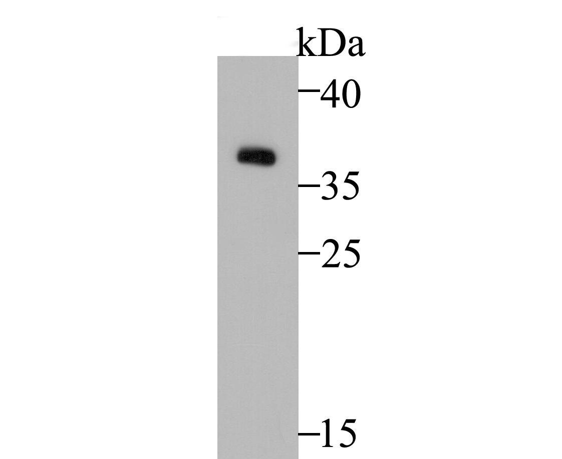 Western blot analysis of GAPDH on PC-12 cell lysate. Proteins were transferred to a PVDF membrane and blocked with 5% BSA in PBS for 1 hour at room temperature. The primary antibody was used at a 1:2,000 dilution in 5% BSA at room temperature for 2 hours. Goat Anti-Rabbit IgG - HRP Secondary Antibody (HA1001) at 1:5,000 dilution was used for 1 hour at room temperature.