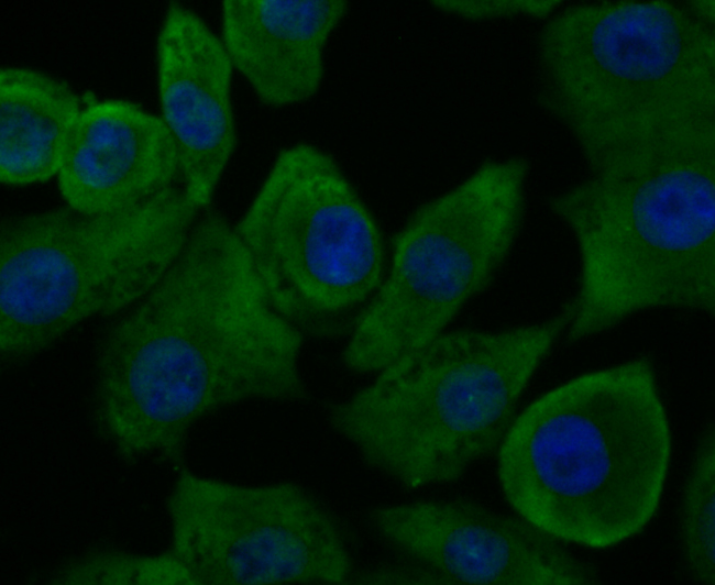 ICC staining of GAPDH in A549 cells (green). Formalin fixed cells were permeabilized with 0.1% Triton X-100 in TBS for 10 minutes at room temperature and blocked with 1% Blocker BSA for 15 minutes at room temperature. Cells were probed with the antibody (ER1901-65) at a dilution of 1:50 for 1 hour at room temperature, washed with PBS. Alexa Fluor®488 Goat anti-Rabbit IgG was used as the secondary antibody at 1/100 dilution. The nuclear counter stain is DAPI (blue).
