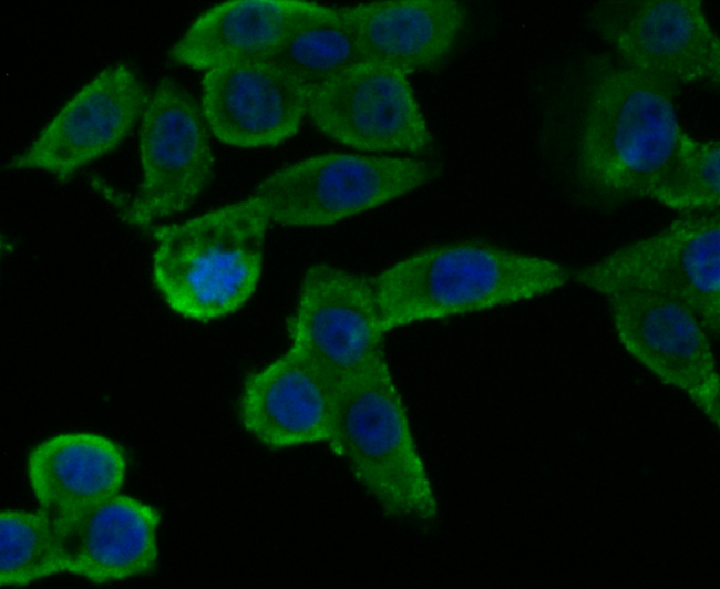 ICC staining of GAPDH in LoVo cells (green). Formalin fixed cells were permeabilized with 0.1% Triton X-100 in TBS for 10 minutes at room temperature and blocked with 1% Blocker BSA for 15 minutes at room temperature. Cells were probed with the antibody (ER1901-65) at a dilution of 1:50 for 1 hour at room temperature, washed with PBS. Alexa Fluor®488 Goat anti-Rabbit IgG was used as the secondary antibody at 1/100 dilution. The nuclear counter stain is DAPI (blue).