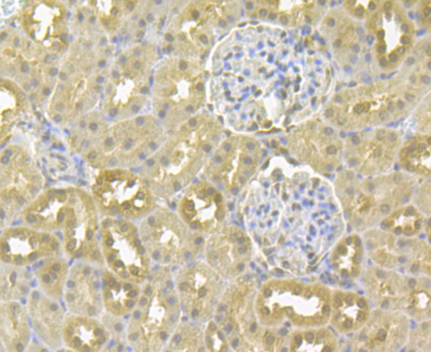 Immunohistochemical analysis of paraffin-embedded rat kidney tissue using anti-GAPDH antibody. The section was pre-treated using heat mediated antigen retrieval with sodium citrate buffer (pH 6.0) for 20 minutes. The tissues were blocked in 5% BSA for 30 minutes at room temperature, washed with ddH2O and PBS, and then probed with the antibody (ER1901-65) at 1/50 dilution, for 30 minutes at room temperature and detected using an HRP conjugated compact polymer system. DAB was used as the chromogen. Counter stained with hematoxylin and mounted with DPX.