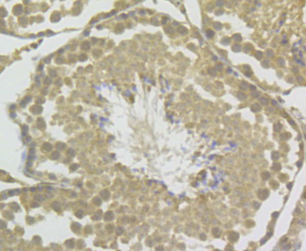 Immunohistochemical analysis of paraffin-embedded mouse testis tissue using anti-GAPDH antibody. The section was pre-treated using heat mediated antigen retrieval with sodium citrate buffer (pH 6.0) for 20 minutes. The tissues were blocked in 5% BSA for 30 minutes at room temperature, washed with ddH2O and PBS, and then probed with the antibody (ER1901-65) at 1/50 dilution, for 30 minutes at room temperature and detected using an HRP conjugated compact polymer system. DAB was used as the chromogen. Counter stained with hematoxylin and mounted with DPX.