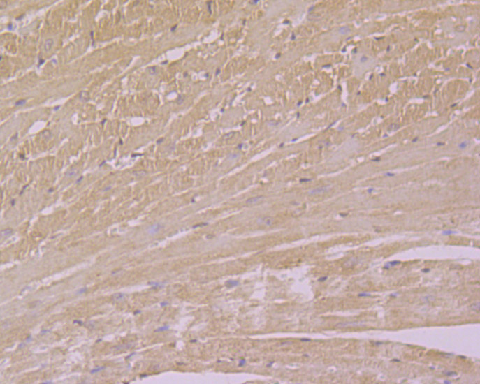 Immunohistochemical analysis of paraffin-embedded Mouse heart tissue using anti-USP21 antibody. The section was pre-treated using heat mediated antigen retrieval with Tris-EDTA buffer (pH 8.0-8.4) for 20 minutes.The tissues were blocked in 5% BSA for 30 minutes at room temperature, washed with ddH2O and PBS, and then probed with the primary antibody (ER1901-67, 1/100) for 30 minutes at room temperature. The detection was performed using an HRP conjugated compact polymer system. DAB was used as the chromogen. Tissues were counterstained with hematoxylin and mounted with DPX.