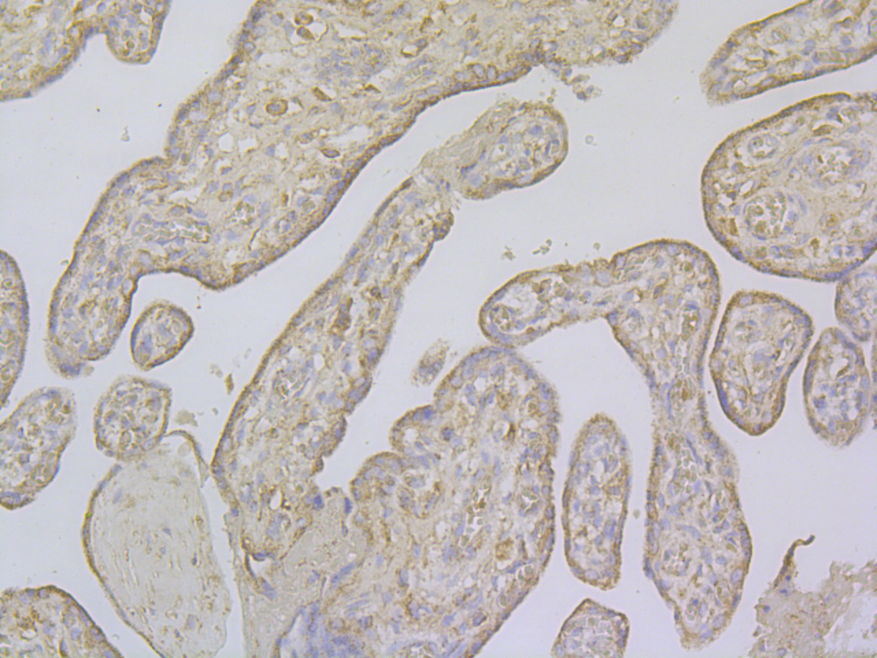 Immunohistochemical analysis of paraffin-embedded human placenta tissue using anti-Follistatin antibody. The section was pre-treated using heat mediated antigen retrieval with Tris-EDTA buffer (pH 8.0-8.4) for 20 minutes.The tissues were blocked in 5% BSA for 30 minutes at room temperature, washed with ddH2O and PBS, and then probed with the primary antibody (ER1901-69, 1/100) for 30 minutes at room temperature. The detection was performed using an HRP conjugated compact polymer system. DAB was used as the chromogen. Tissues were counterstained with hematoxylin and mounted with DPX.