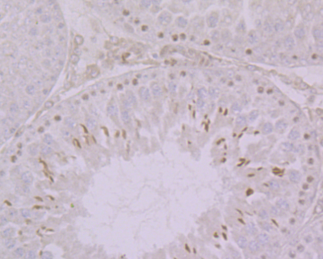Immunohistochemical analysis of paraffin-embedded Rat testicular tissue using anti-Histone H2A.x antibody. The section was pre-treated using heat mediated antigen retrieval with sodium citrate buffer (pH 6.0) for 20 minutes. The tissues were blocked in 5% BSA for 30 minutes at room temperature, washed with ddH2O and PBS, and then probed with the primary antibody (ER1901-70, 1/100)  for 30 minutes at room temperature. The detection was performed using an HRP conjugated compact polymer system. DAB was used as the chromogen. Tissues were counterstained with hematoxylin and mounted with DPX.