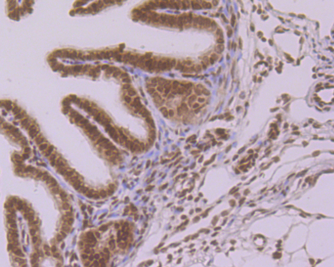 Immunohistochemical analysis of paraffin-embedded mouse fallopian tube  tissue using anti-Histone H2A.x antibody. The section was pre-treated using heat mediated antigen retrieval with sodium citrate buffer (pH 6.0) for 20 minutes. The tissues were blocked in 5% BSA for 30 minutes at room temperature, washed with ddH2O and PBS, and then probed with the primary antibody (ER1901-70, 1/100)  for 30 minutes at room temperature. The detection was performed using an HRP conjugated compact polymer system. DAB was used as the chromogen. Tissues were counterstained with hematoxylin and mounted with DPX.