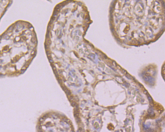 Immunohistochemical analysis of paraffin-embedded human placenta tissue using anti-Alpha-dystroglycan antibody. The section was pre-treated using heat mediated antigen retrieval with sodium citrate buffer (pH 6.0) for 20 minutes. The tissues were blocked in 5% BSA for 30 minutes at room temperature, washed with ddH2O and PBS, and then probed with the primary antibody (ER1901-72, 1/100)  for 30 minutes at room temperature. The detection was performed using an HRP conjugated compact polymer system. DAB was used as the chromogen. Tissues were counterstained with hematoxylin and mounted with DPX.