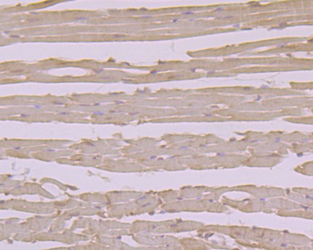 Immunohistochemical analysis of paraffin-embedded Mouse heart tissue using anti-Alpha-dystroglycan antibody. The section was pre-treated using heat mediated antigen retrieval with sodium citrate buffer (pH 6.0) for 20 minutes. The tissues were blocked in 5% BSA for 30 minutes at room temperature, washed with ddH2O and PBS, and then probed with the primary antibody (ER1901-72, 1/100)  for 30 minutes at room temperature. The detection was performed using an HRP conjugated compact polymer system. DAB was used as the chromogen. Tissues were counterstained with hematoxylin and mounted with DPX.