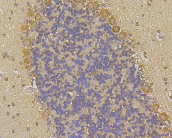 Immunohistochemical analysis of paraffin-embedded Rat cerebellum tissue using anti-GABARAPL2 antibody. The section was pre-treated using heat mediated antigen retrieval with Tris-EDTA buffer (pH 9.0) for 20 minutes.The tissues were blocked in 5% BSA for 30 minutes at room temperature, washed with ddH2O and PBS, and then probed with the primary antibody (ER1901-73, 1/100) for 30 minutes at room temperature. The detection was performed using an HRP conjugated compact polymer system. DAB was used as the chromogen. Tissues were counterstained with hematoxylin and mounted with DPX.