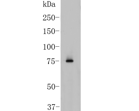 Western blot analysis of BCL-6 on Raji cell  lysate. Proteins were transferred to a PVDF membrane and blocked with 5% BSA in PBS for 1 hour at room temperature. The primary antibody (ER1901-74, 1/500) was used in 5% BSA at room temperature for 2 hours. Goat Anti-Rabbit IgG - HRP Secondary Antibody (HA1001) at 1:5,000 dilution was used for 1 hour at room temperature.
