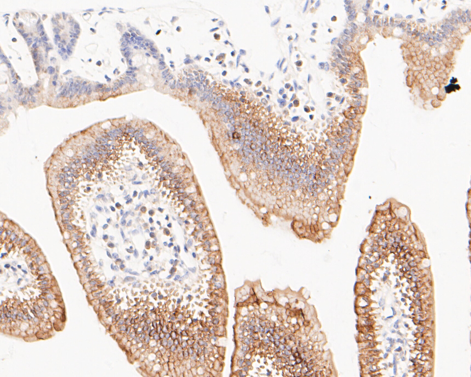 Immunohistochemical analysis of paraffin-embedded mouse small intestine tissue using anti-Cytokertin 20 antibody. The section was pre-treated using heat mediated antigen retrieval with Tris-EDTA buffer (pH 8.0-8.4) for 20 minutes.The tissues were blocked in 5% BSA for 30 minutes at room temperature, washed with ddH2O and PBS, and then probed with the primary antibody (ER1901-76, 1/100) for 30 minutes at room temperature. The detection was performed using an HRP conjugated compact polymer system. DAB was used as the chromogen. Tissues were counterstained with hematoxylin and mounted with DPX.