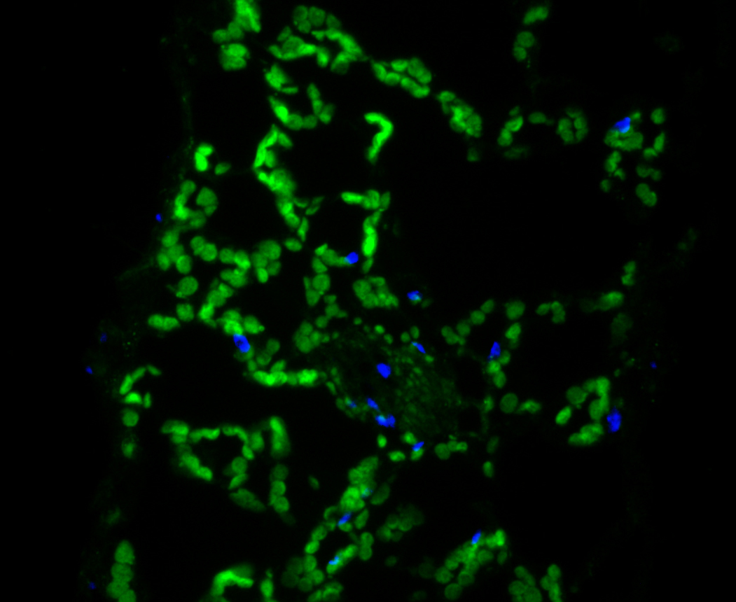 IF staining of ECH in Arabidopsis thaliana leaf tissue (green). The nuclear counter stain is DAPI (blue). Cells were fixed in paraformaldehyde, permeabilised with 0.25% Triton X100/PBS.