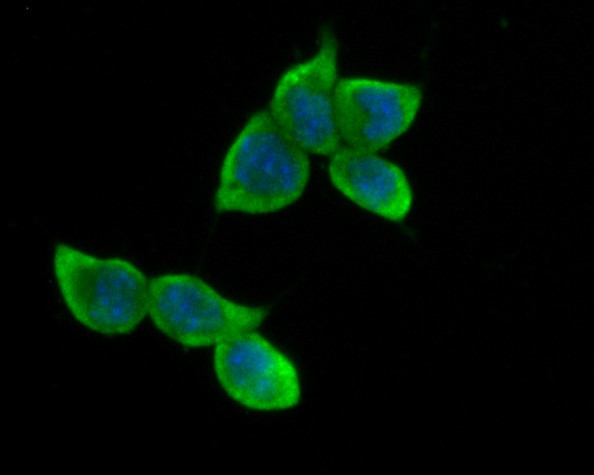 ICC staining of B3GAT1 in F9 cells (green). Formalin fixed cells were permeabilized with 0.1% Triton X-100 in TBS for 10 minutes at room temperature and blocked with 10% negative goat serum for 15 minutes at room temperature. Cells were probed with the primary antibody (ER1901-83, 1/100) for 1 hour at room temperature, washed with PBS. Alexa Fluor®488 Goat anti-Rabbit IgG was used as the secondary antibody at 1/100 dilution. The nuclear counter stain is DAPI (blue).