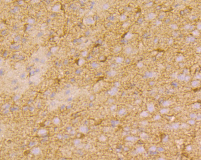 Immunohistochemical analysis of paraffin-embedded rat brain tissue using anti-Connexin-37 antibody. The section was pre-treated using heat mediated antigen retrieval with Tris-EDTA buffer (pH 8.0-8.4) for 20 minutes.The tissues were blocked in 5% BSA for 30 minutes at room temperature, washed with ddH2O and PBS, and then probed with the primary antibody (ER1901-85, 1/200) for 30 minutes at room temperature. The detection was performed using an HRP conjugated compact polymer system. DAB was used as the chromogen. Tissues were counterstained with hematoxylin and mounted with DPX.