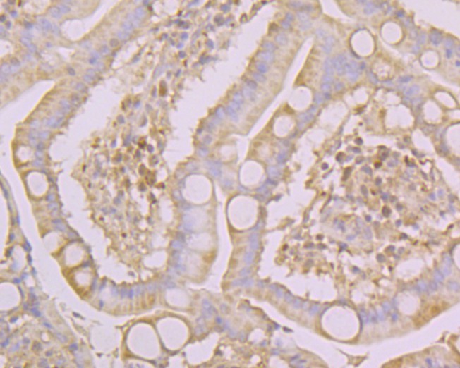 Immunohistochemical analysis of paraffin-embedded Human small intestine tissue using anti-Connexin-37 antibody. The section was pre-treated using heat mediated antigen retrieval with Tris-EDTA buffer (pH 8.0-8.4) for 20 minutes.The tissues were blocked in 5% BSA for 30 minutes at room temperature, washed with ddH2O and PBS, and then probed with the primary antibody (ER1901-85, 1/50) for 30 minutes at room temperature. The detection was performed using an HRP conjugated compact polymer system. DAB was used as the chromogen. Tissues were counterstained with hematoxylin and mounted with DPX.