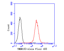 Flow cytometric analysis of TMEM163 was done on F9 cells. The cells were fixed, permeabilized and stained with the primary antibody (ER1901-87, 1/50) (red). After incubation of the primary antibody at room temperature for an hour, the cells were stained with a Alexa Fluor 488-conjugated Goat anti-Rabbit IgG Secondary antibody at 1/1000 dilution for 30 minutes.Unlabelled sample was used as a control (cells without incubation with primary antibody; black).