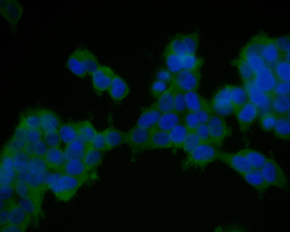 ICC staining of TMEM163 in 293T cells (green). Formalin fixed cells were permeabilized with 0.1% Triton X-100 in TBS for 10 minutes at room temperature and blocked with 1% Blocker BSA for 15 minutes at room temperature. Cells were probed with the primary antibody (ER1901-91, 1/50) for 1 hour at room temperature, washed with PBS. Alexa Fluor®488 Goat anti-Rabbit IgG was used as the secondary antibody at 1/1,000 dilution. The nuclear counter stain is DAPI (blue).