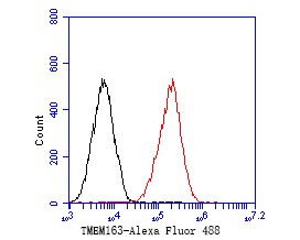 Flow cytometric analysis of TMEM163 was done on F9 cells. The cells were fixed, permeabilized and stained with the primary antibody (ER1901-91, 1/50) (red). After incubation of the primary antibody at room temperature for an hour, the cells were stained with a Alexa Fluor 488-conjugated Goat anti-Rabbit IgG Secondary antibody at 1/1000 dilution for 30 minutes.Unlabelled sample was used as a control (cells without incubation with primary antibody; black).