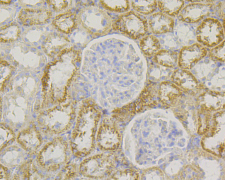 Immunohistochemical analysis of paraffin-embedded rat kidney tissue using anti-SLC8B1 antibody. The section was pre-treated using heat mediated antigen retrieval with Tris-EDTA buffer (pH 8.0-8.4) for 20 minutes.The tissues were blocked in 5% BSA for 30 minutes at room temperature, washed with ddH2O and PBS, and then probed with the primary antibody (ER1901-93, 1/50) for 30 minutes at room temperature. The detection was performed using an HRP conjugated compact polymer system. DAB was used as the chromogen. Tissues were counterstained with hematoxylin and mounted with DPX.