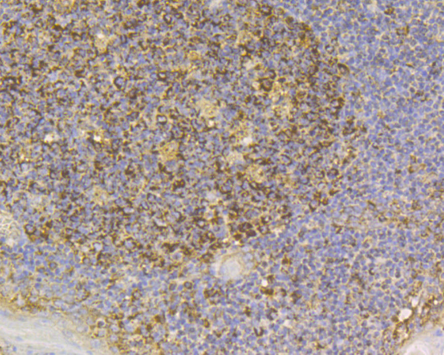 Immunohistochemical analysis of paraffin-embedded human tonsil tissue using anti-SLC8B1 antibody. The section was pre-treated using heat mediated antigen retrieval with Tris-EDTA buffer (pH 8.0-8.4) for 20 minutes.The tissues were blocked in 5% BSA for 30 minutes at room temperature, washed with ddH2O and PBS, and then probed with the primary antibody (ER1901-93, 1/100) for 30 minutes at room temperature. The detection was performed using an HRP conjugated compact polymer system. DAB was used as the chromogen. Tissues were counterstained with hematoxylin and mounted with DPX.