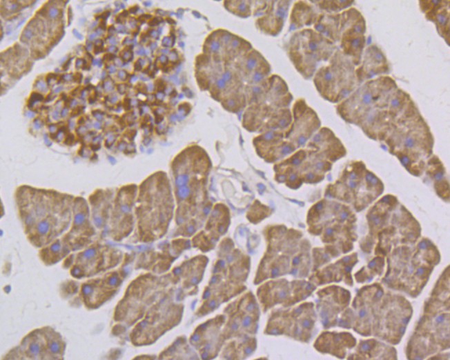 Immunohistochemical analysis of paraffin-embedded mouse pancreas tissue using anti-ITCH antibody. The section was pre-treated using heat mediated antigen retrieval with Tris-EDTA buffer (pH 8.0-8.4) for 20 minutes.The tissues were blocked in 5% BSA for 30 minutes at room temperature, washed with ddH2O and PBS, and then probed with the primary antibody (ER1901-94, 1/50) for 30 minutes at room temperature. The detection was performed using an HRP conjugated compact polymer system. DAB was used as the chromogen. Tissues were counterstained with hematoxylin and mounted with DPX.