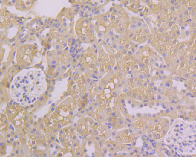 Immunohistochemical analysis of paraffin-embedded mouse kidney tissue using anti-FOLR1 antibody. The section was pre-treated using heat mediated antigen retrieval with Tris-EDTA buffer (pH 8.0-8.4) for 20 minutes.The tissues were blocked in 5% BSA for 30 minutes at room temperature, washed with ddH2O and PBS, and then probed with the primary antibody (ER1901-95, 1/100) for 30 minutes at room temperature. The detection was performed using an HRP conjugated compact polymer system. DAB was used as the chromogen. Tissues were counterstained with hematoxylin and mounted with DPX.