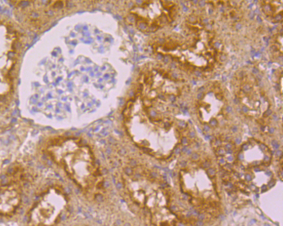 Immunohistochemical analysis of paraffin-embedded rat kidney tissue using anti-FOLR1 antibody. The section was pre-treated using heat mediated antigen retrieval with Tris-EDTA buffer (pH 8.0-8.4) for 20 minutes.The tissues were blocked in 5% BSA for 30 minutes at room temperature, washed with ddH2O and PBS, and then probed with the primary antibody (ER1901-95, 1/50) for 30 minutes at room temperature. The detection was performed using an HRP conjugated compact polymer system. DAB was used as the chromogen. Tissues were counterstained with hematoxylin and mounted with DPX.