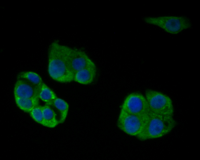 ICC staining of FH in LOVO cells (green). Formalin fixed cells were permeabilized with 0.1% Triton X-100 in TBS for 10 minutes at room temperature and blocked with 1% Blocker BSA for 15 minutes at room temperature. Cells were probed with the primary antibody (ER1902-01, 1/100) for 1 hour at room temperature, washed with PBS. Alexa Fluor®488 Goat anti-Rabbit IgG was used as the secondary antibody at 1/1,000 dilution. The nuclear counter stain is DAPI (blue).