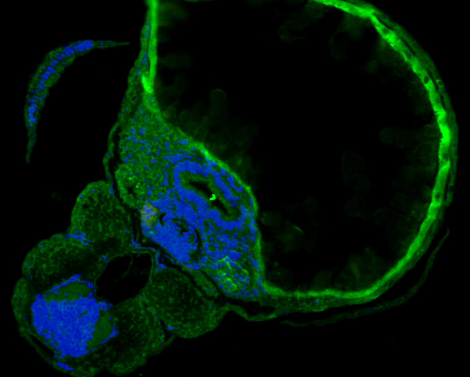 Immunofluorescence staining of paraffin- embedded Zebrafish using anti-SHE rabbit polyclonal antibody.The section was pre-treated using heat mediated antigen retrieval with Tris-EDTA buffer (pH 9.0) for 20 minutes. The tissues were blocked in 10% negative goat serum for 1 hour at room temperature, washed with PBS, and then probed with the antibody (ER1902-03) at 1/50 dilution for 10 hours at 4℃ and detected using Alexa Fluor™ 488 conjugate-Goat anti-Rabbit IgG (H+L) Secondary Antibody at a dilution of 1:500 for 1 hour at room temperature.
