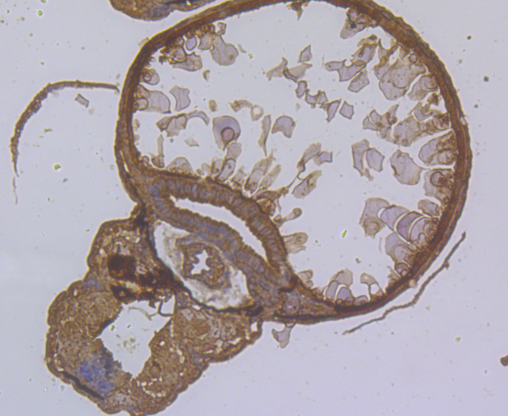 Immunohistochemical analysis of paraffin-embedded Zebrafish tissue using anti-SHE antibody. The section was pre-treated using heat mediated antigen retrieval with Tris-EDTA buffer (pH 8.0-8.4) for 20 minutes.The tissues were blocked in 5% BSA for 30 minutes at room temperature, washed with ddH2O and PBS, and then probed with the antibody (ER1902-03) at 1/200 dilution, for 30 minutes at room temperature and detected using an HRP conjugated compact polymer system. DAB was used as the chrogen. Counter stained with hematoxylin and mounted with DPX.