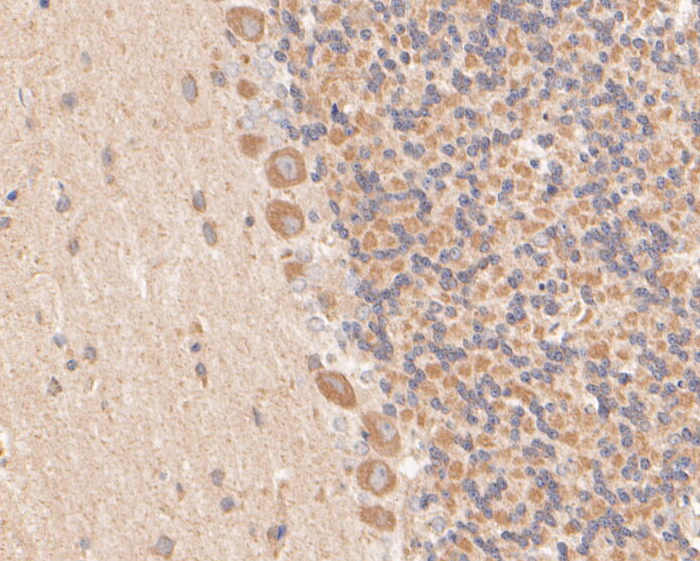 Immunohistochemical analysis of paraffin-embedded rat cerebellum tissue using anti-KCNMA1 antibody. The section was pre-treated using heat mediated antigen retrieval with Tris-EDTA buffer (pH 8.0-8.4) for 20 minutes.The tissues were blocked in 5% BSA for 30 minutes at room temperature, washed with ddH2O and PBS, and then probed with the primary antibody (ER1902-05, 1/50) for 30 minutes at room temperature. The detection was performed using an HRP conjugated compact polymer system. DAB was used as the chromogen. Tissues were counterstained with hematoxylin and mounted with DPX.