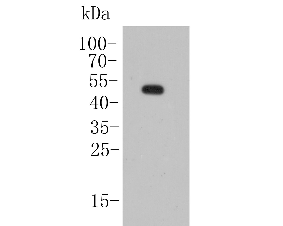Western blot analysis of KCNK2 on rat brain lysate. Proteins were transferred to a PVDF membrane and blocked with 5% BSA in PBS for 1 hour at room temperature. The primary antibody (ER1902-06, 1/500) was used in 5% BSA at room temperature for 2 hours. Goat Anti-Rabbit IgG - HRP Secondary Antibody (HA1001) at 1:5,000 dilution was used for 1 hour at room temperature.