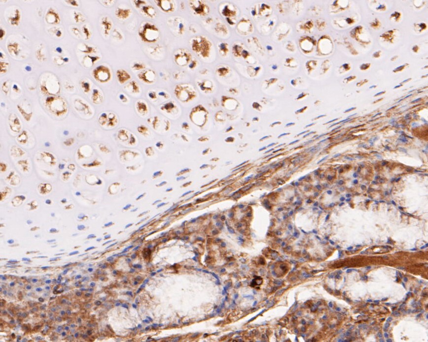 Immunohistochemical analysis of paraffin-embedded rat adrenaline tissue using anti-KCNK2 antibody. The section was pre-treated using heat mediated antigen retrieval with Tris-EDTA buffer (pH 8.0-8.4) for 20 minutes.The tissues were blocked in 5% BSA for 30 minutes at room temperature, washed with ddH2O and PBS, and then probed with the primary antibody (ER1902-06, 1/100) for 30 minutes at room temperature. The detection was performed using an HRP conjugated compact polymer system. DAB was used as the chromogen. Tissues were counterstained with hematoxylin and mounted with DPX.