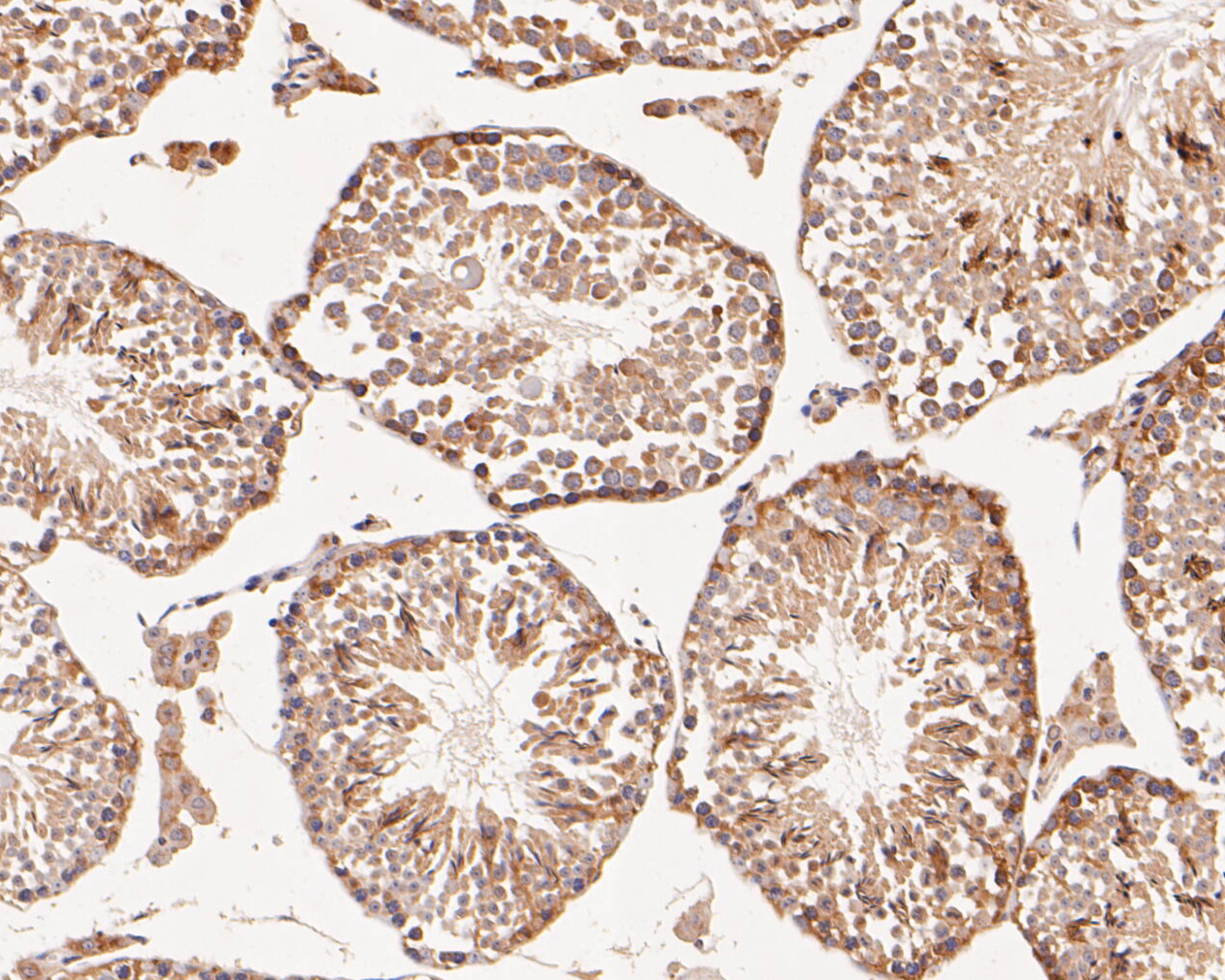 Immunohistochemical analysis of paraffin-embedded mouse testis tissue using anti-EMC10 antibody. The section was pre-treated using heat mediated antigen retrieval with Tris-EDTA buffer (pH 8.0-8.4) for 20 minutes.The tissues were blocked in 5% BSA for 30 minutes at room temperature, washed with ddH2O and PBS, and then probed with the primary antibody (ER1902-08, 1/200) for 30 minutes at room temperature. The detection was performed using an HRP conjugated compact polymer system. DAB was used as the chromogen. Tissues were counterstained with hematoxylin and mounted with DPX.